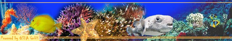 Top Dive Hurghada Red Sea Egypt : Powered by OSUA GmbH